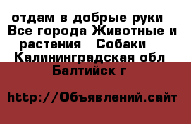 отдам в добрые руки - Все города Животные и растения » Собаки   . Калининградская обл.,Балтийск г.